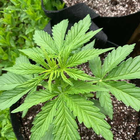 White Haze Automatic growlog timeline photo