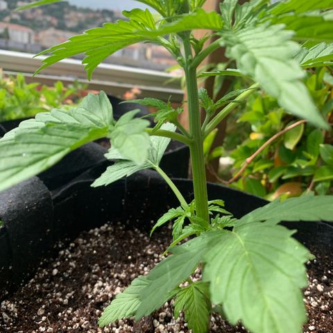 White Haze Automatic growlog timeline photo