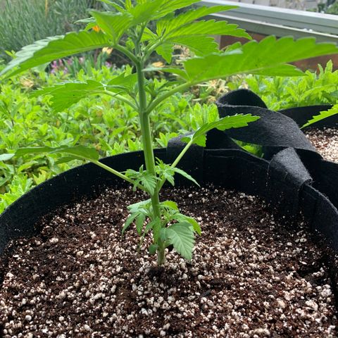 White Haze Automatic growlog timeline photo