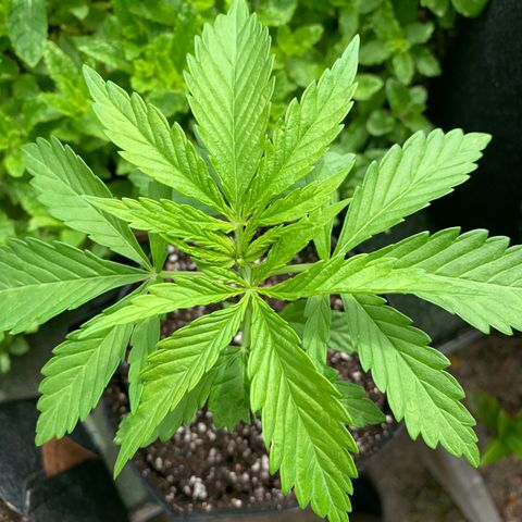 Jack Herer 2 growlog timeline photo