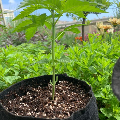 Jack Herer 2 growlog timeline photo