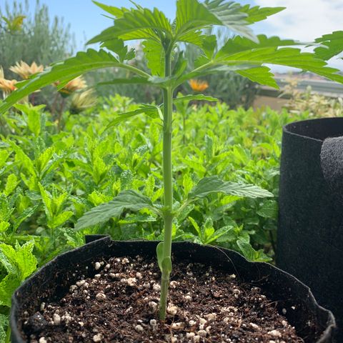 Jack Herer 2 growlog timeline photo
