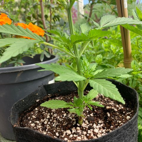 Jack Herer 1 growlog timeline photo