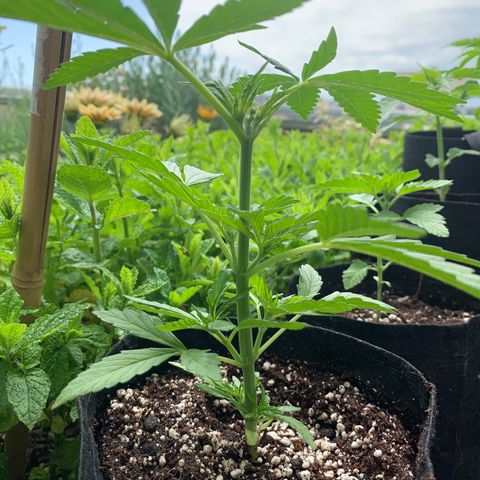 Jack Herer 1 growlog timeline photo