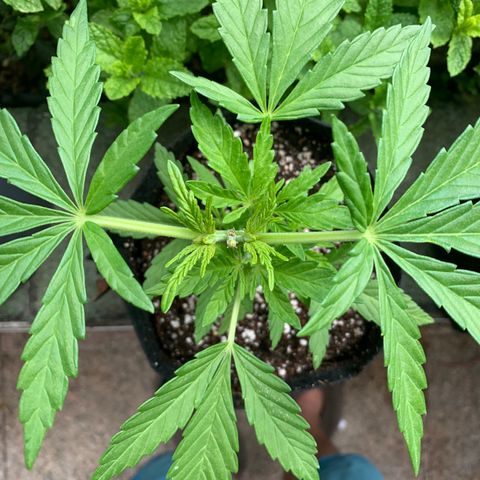 Jack Herer 1 growlog timeline photo