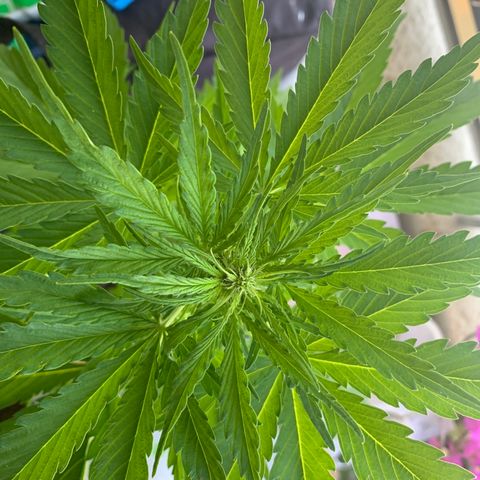 White Haze Automatic growlog timeline photo