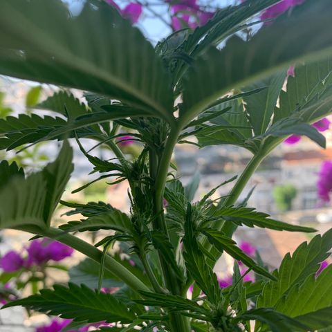 White Haze Automatic growlog timeline photo
