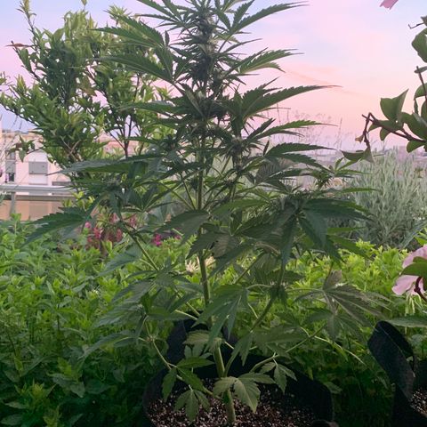 White Haze Automatic growlog timeline photo