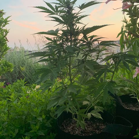 White Haze Automatic growlog timeline photo