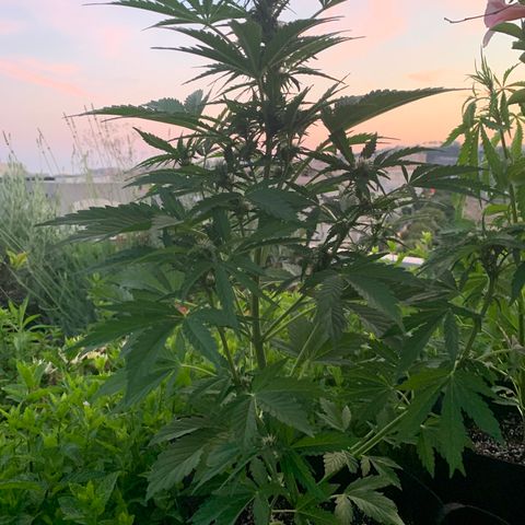 White Haze Automatic growlog timeline photo