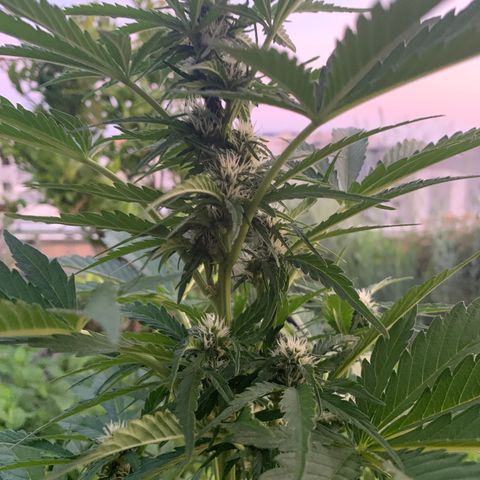 White Haze Automatic growlog timeline photo