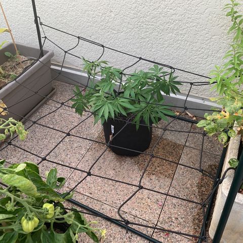 Jack Herer 1 growlog timeline photo