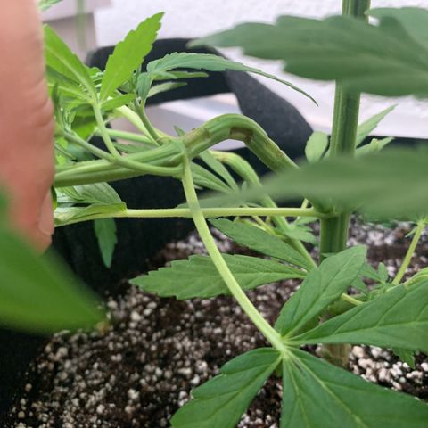 Jack Herer 1 growlog timeline photo