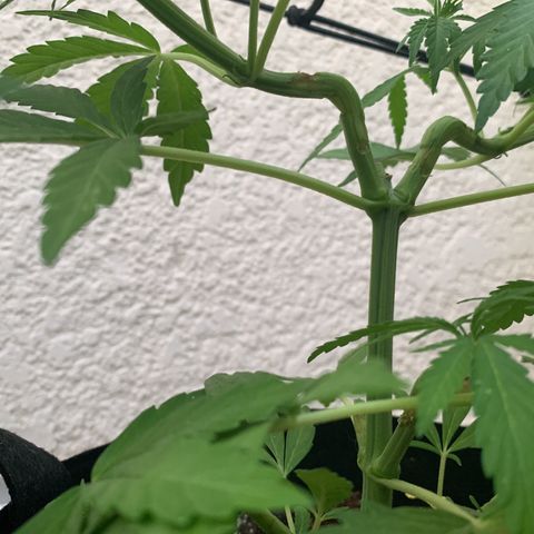 Jack Herer 1 growlog timeline photo