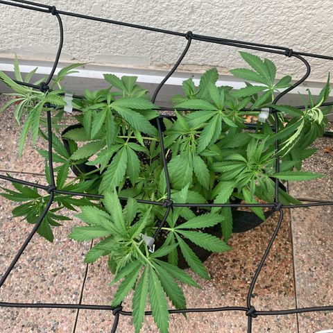 Jack Herer 1 growlog timeline photo
