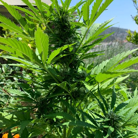 White Haze Automatic growlog timeline photo