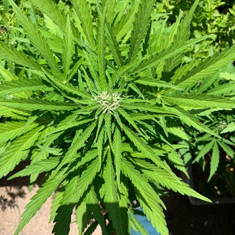White Haze Automatic growlog timeline photo