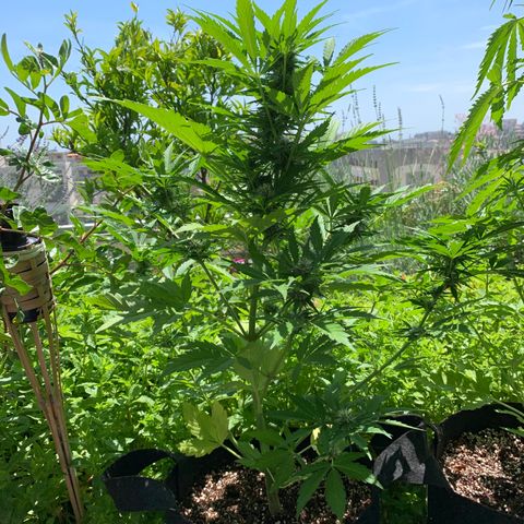 White Haze Automatic growlog timeline photo