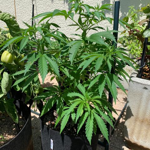 Jack Herer 2 growlog timeline photo