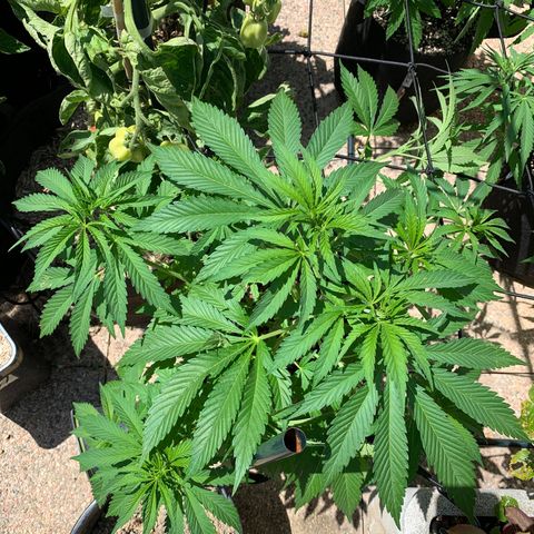 Jack Herer 2 growlog timeline photo