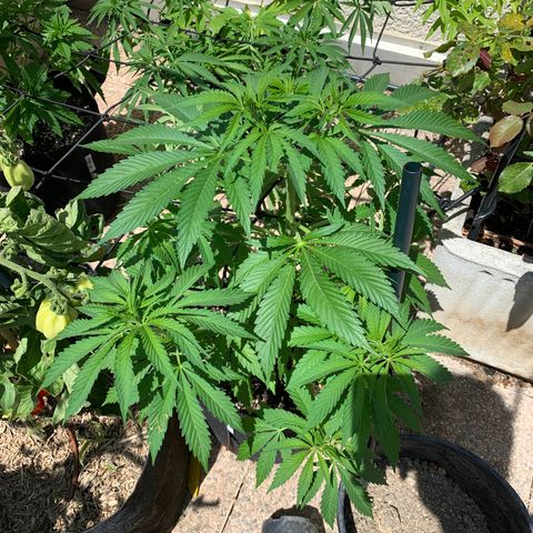 Jack Herer 2 growlog timeline photo