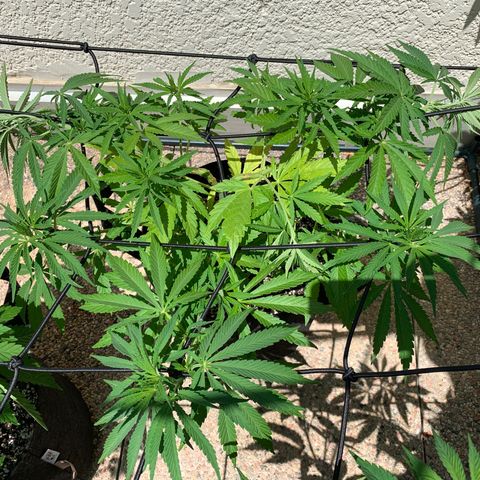 Jack Herer 1 growlog timeline photo