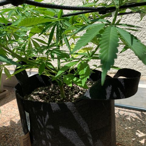 Jack Herer 1 growlog timeline photo