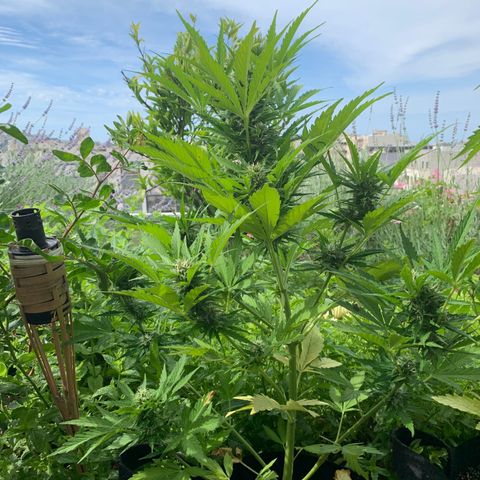 White Haze Automatic growlog timeline photo