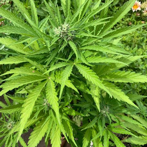 White Haze Automatic growlog timeline photo