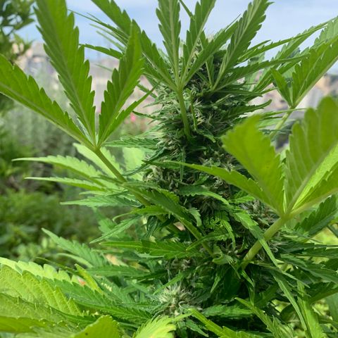 White Haze Automatic growlog timeline photo