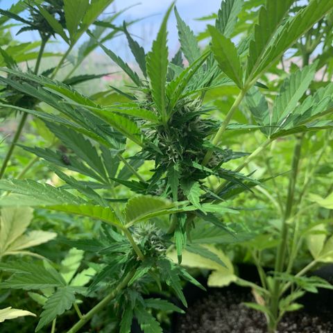 White Haze Automatic growlog timeline photo