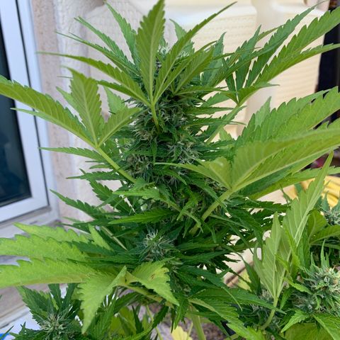 White Haze Automatic growlog timeline photo