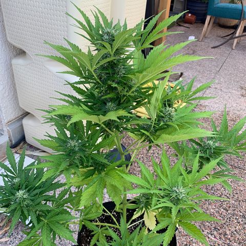 White Haze Automatic growlog timeline photo