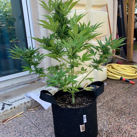 White Haze Automatic growlog timeline photo