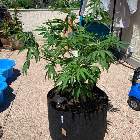 Jack Herer 2 growlog timeline photo
