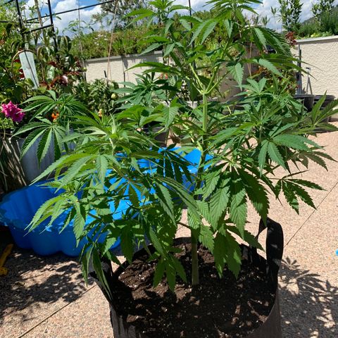 Jack Herer 2 growlog timeline photo