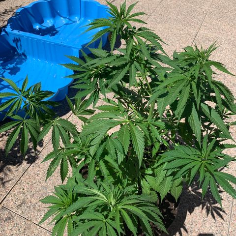 Jack Herer 2 growlog timeline photo