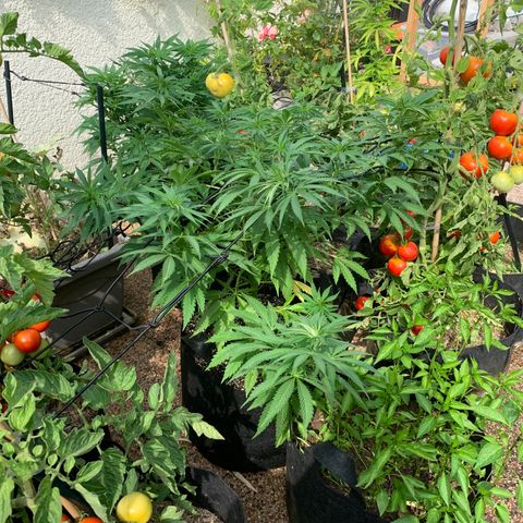 Jack Herer 2 growlog timeline photo