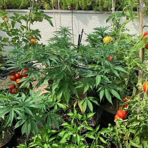 Jack Herer 2 growlog timeline photo
