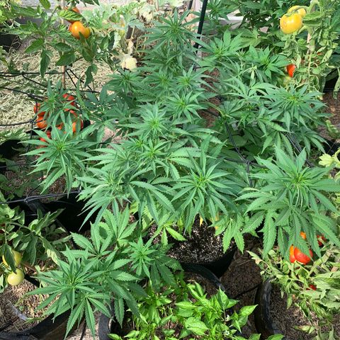 Jack Herer 2 growlog timeline photo