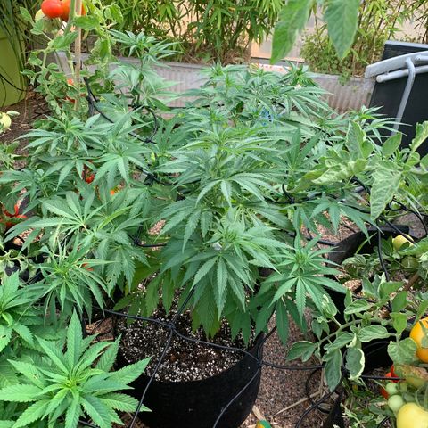 Jack Herer 2 growlog timeline photo