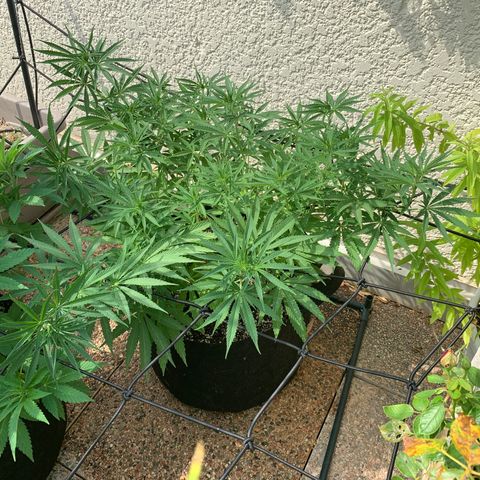 Jack Herer 1 growlog timeline photo