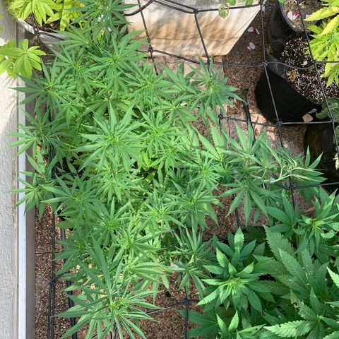 Jack Herer 1 growlog timeline photo