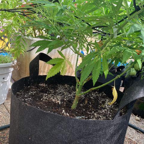 Jack Herer 1 growlog timeline photo
