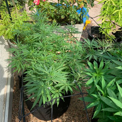 Jack Herer 1 growlog timeline photo