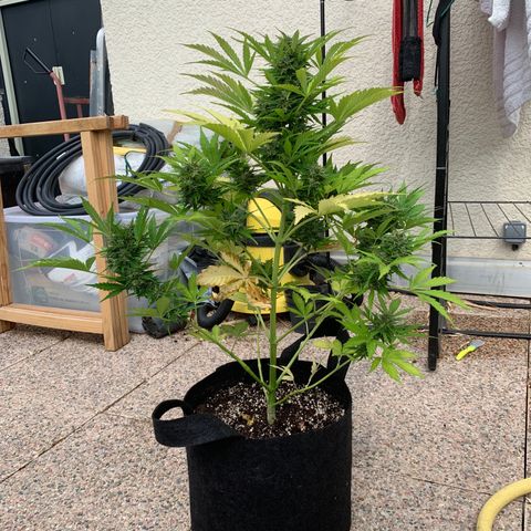 White Haze Automatic growlog timeline photo