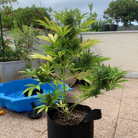 White Haze Automatic growlog timeline photo