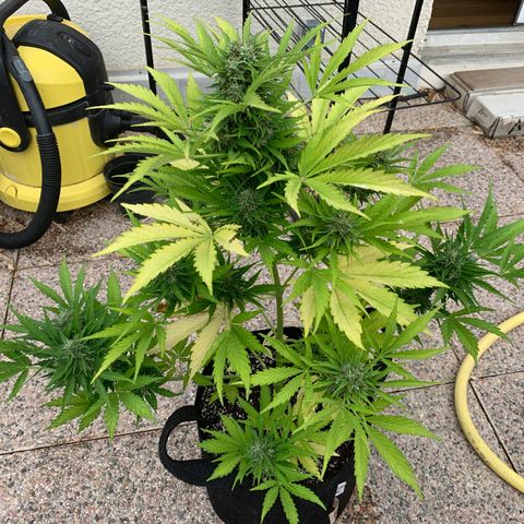 White Haze Automatic growlog timeline photo