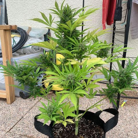 White Haze Automatic growlog timeline photo