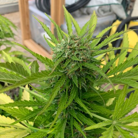 White Haze Automatic growlog timeline photo